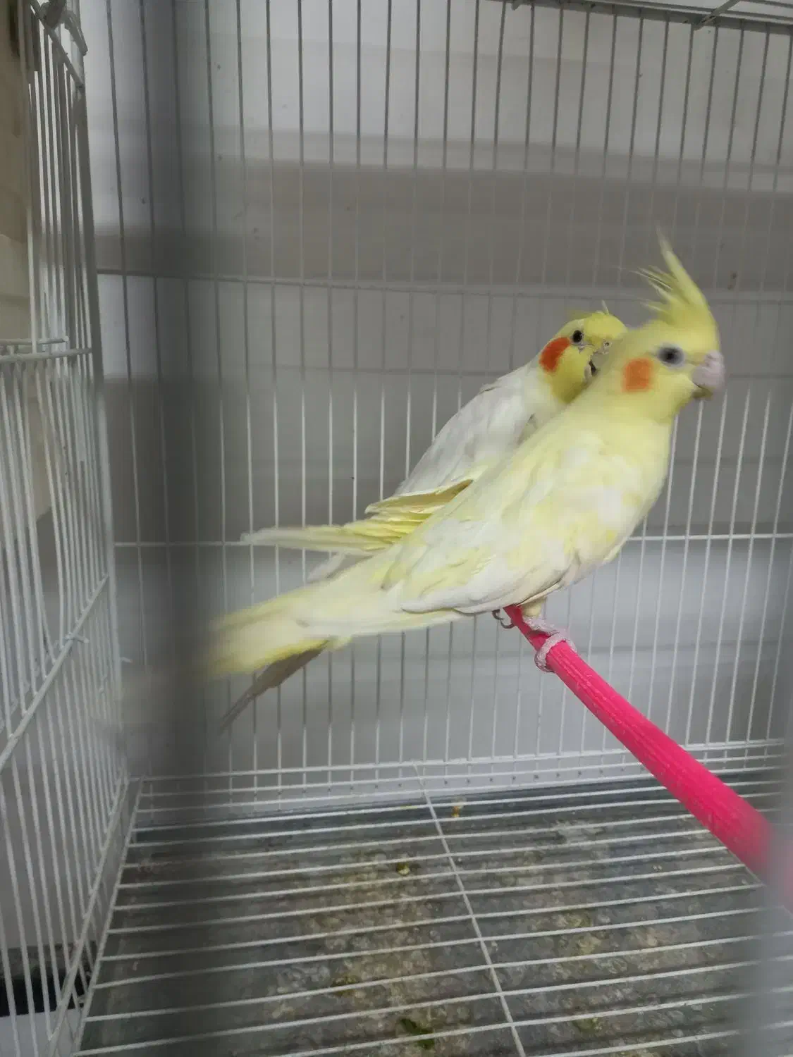 جفت‌عروس‌هلندی‌مولد و عروس اهلی|پرنده|قائن, |دیوار