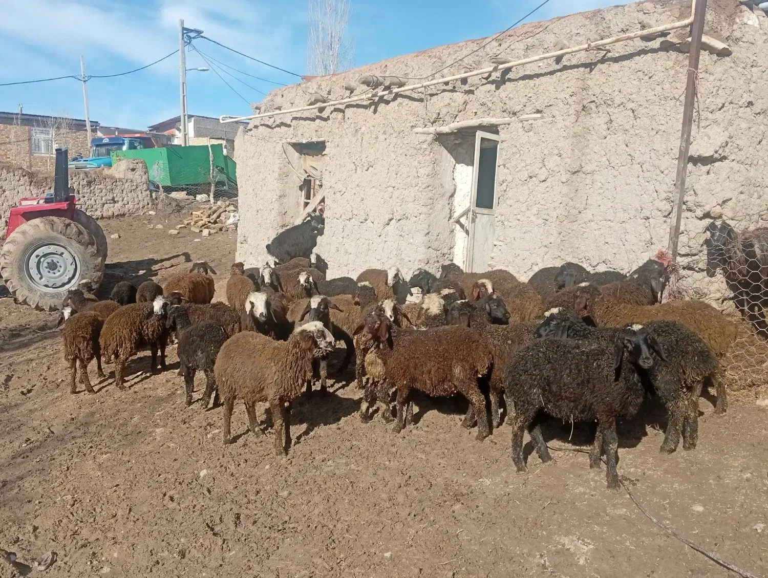 بره|حیوانات مزرعه|ضیاء آباد, |دیوار