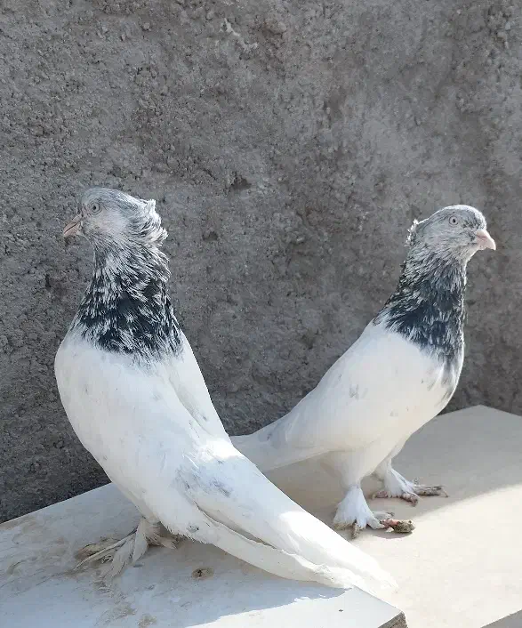 کبوتر،کفتر کله ای|پرنده|قم, شهرک مهدیه (مدرس)|دیوار