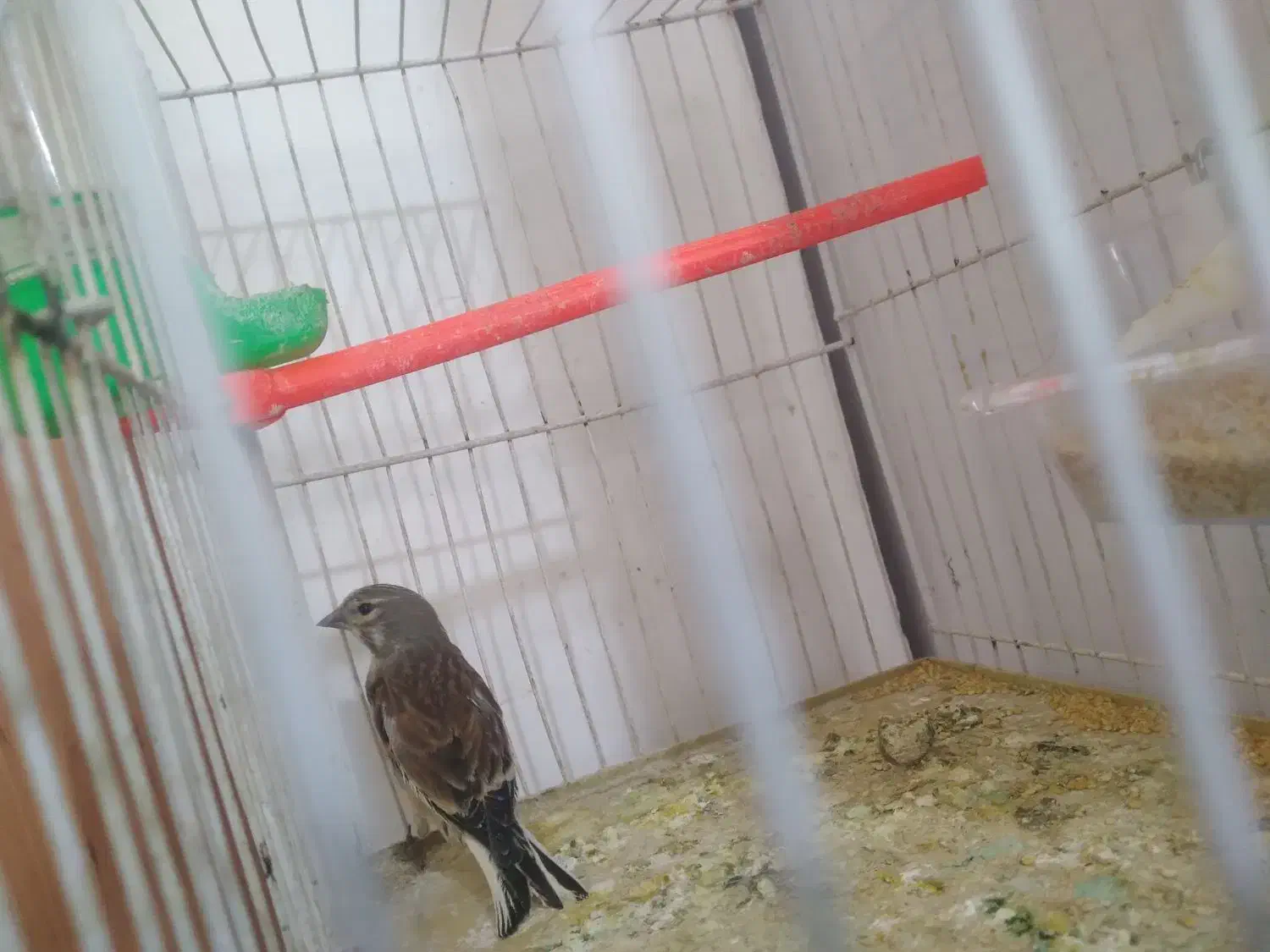 زینتی|پرنده|تربت جام, شهید نصرالهی|دیوار