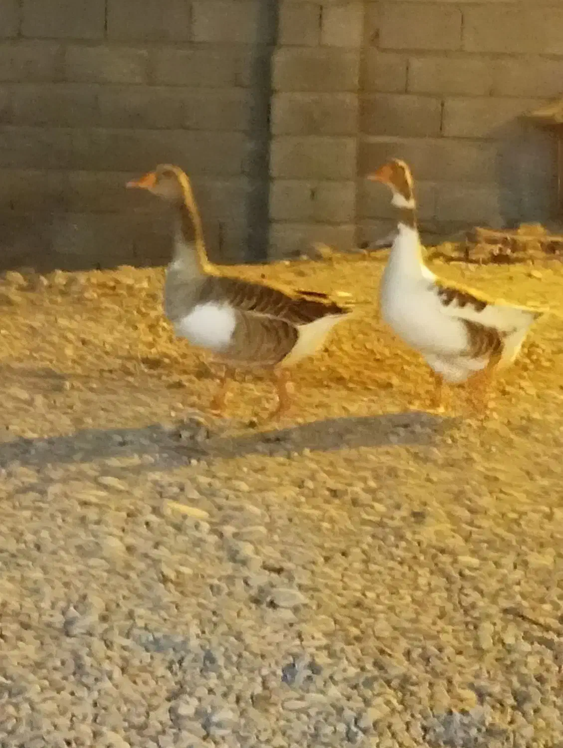 دوتاغاز به بفروش|حیوانات مزرعه|بندرعباس, |دیوار