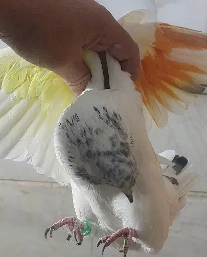 کفتر گمشده منطقه ۱۷|حیوانات|تهران, سجاد|دیوار