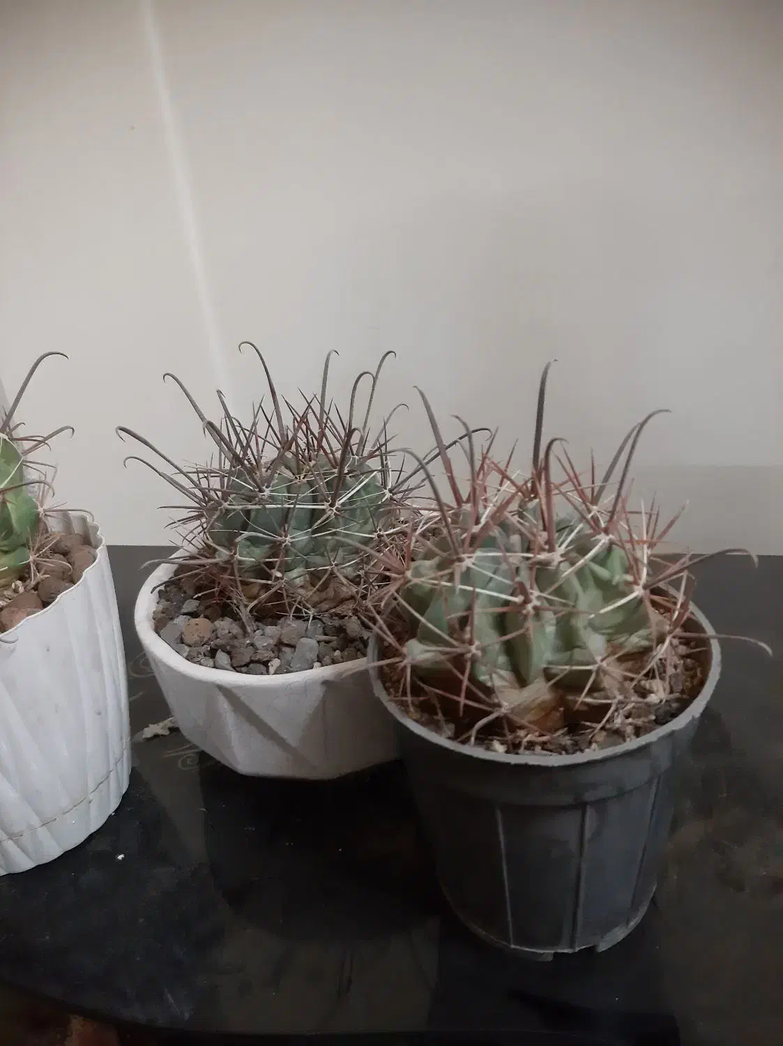 گل و گیاه و کاکتوس|گل و گیاه طبیعی|قم, بلوار امین و ساحلی|دیوار