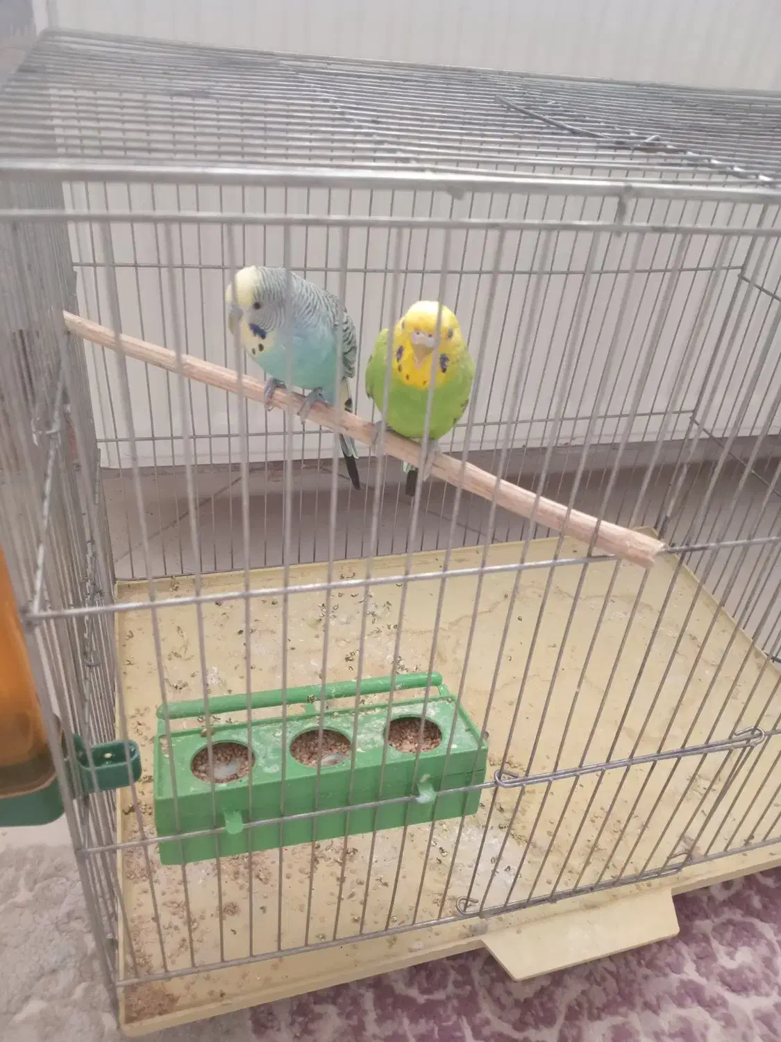 یک جفت مرغ عشق|پرنده|قزوین, |دیوار