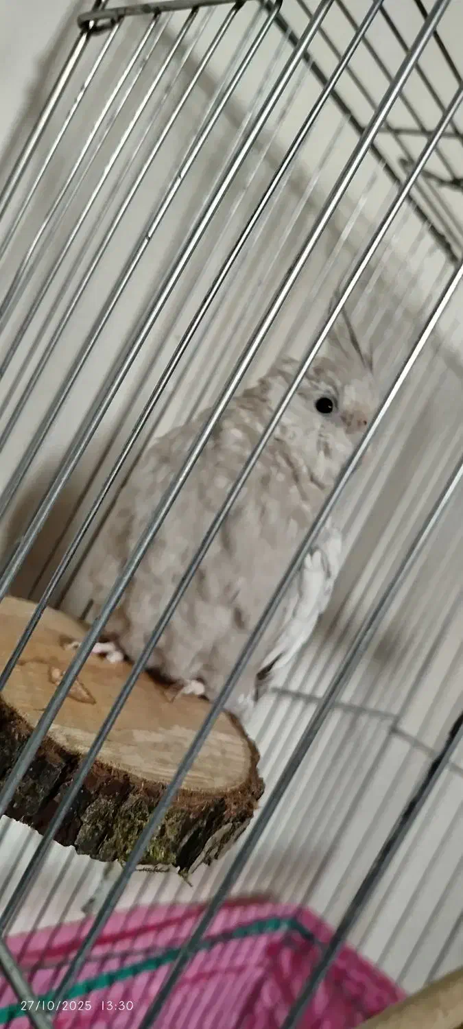 عروس هلندی ایزابلا|پرنده|رشت, انصاری|دیوار