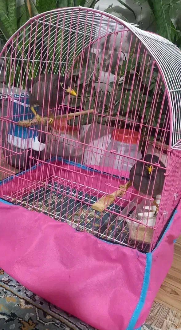 فروش ۲عددمرغ مینا با لوازم|پرنده|کلاله, |دیوار