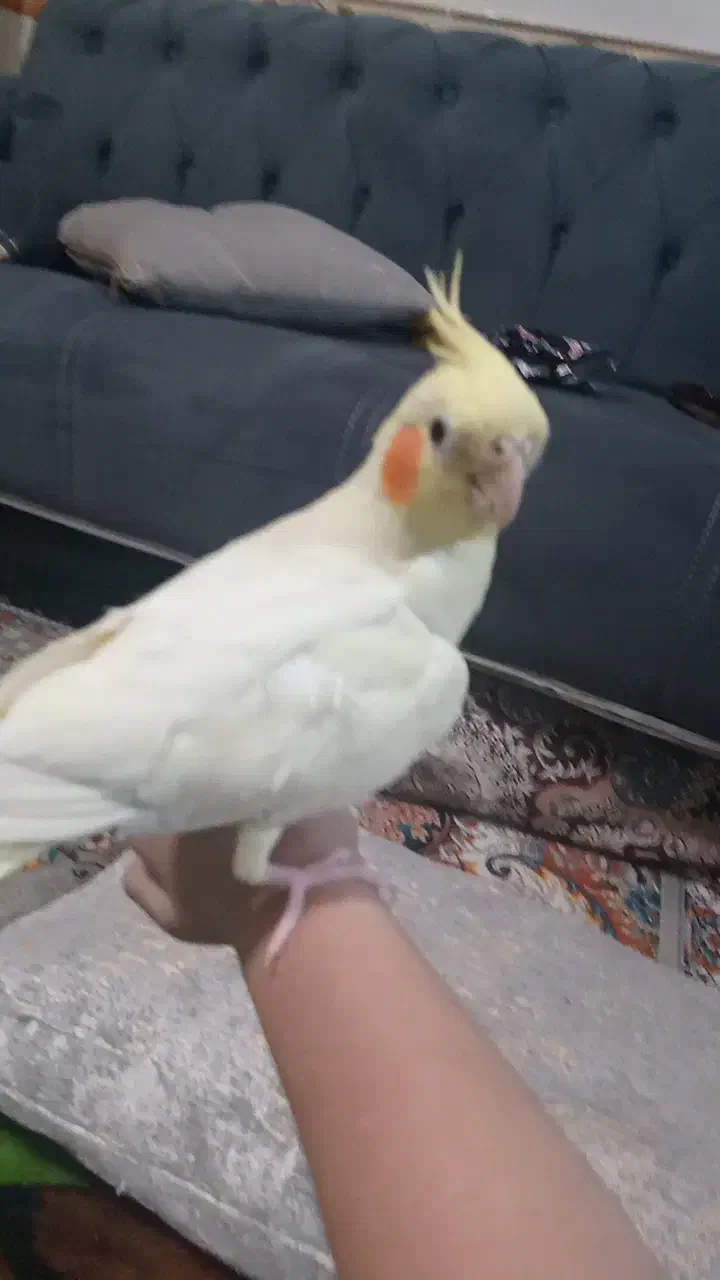 عروس هلندی نرماده رام|پرنده|سنقر, |دیوار