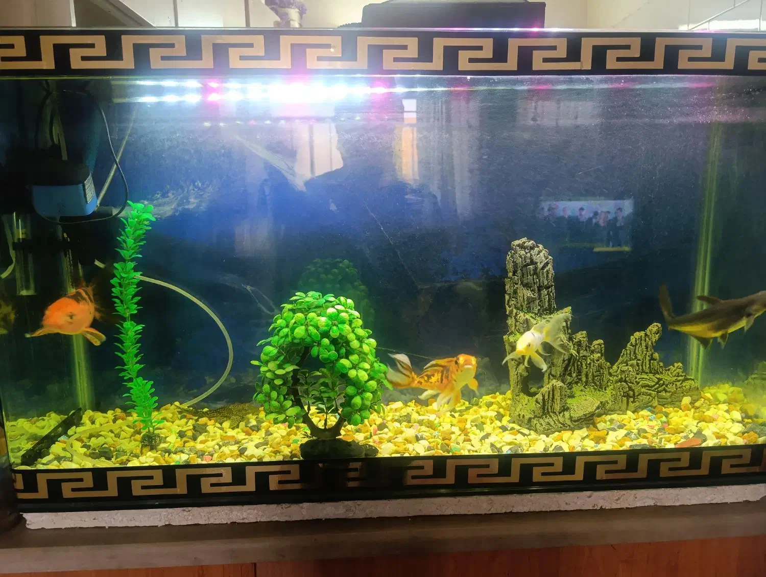 اکواریم با چند عدد ماهی فروشی|ماهی|کاشان, ولیعصر|دیوار
