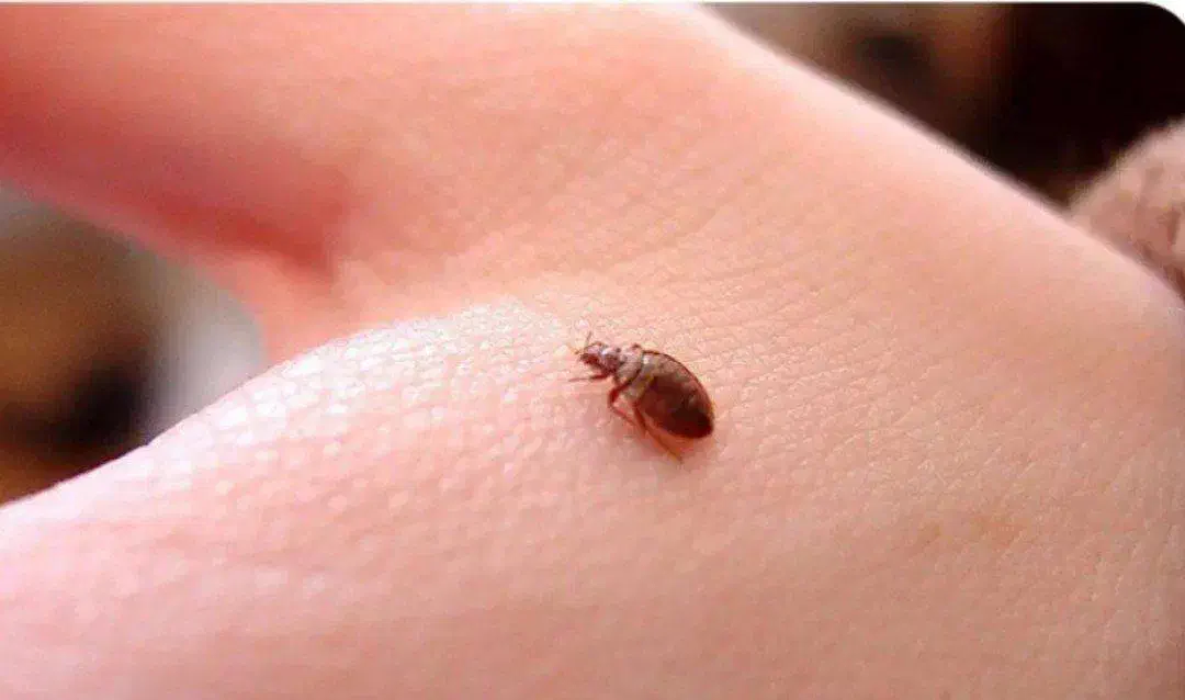 سمپاشی خانه سوسک ساس وسایر حشرات ..|خدمات نظافت|پرند, فاز ۳|دیوار