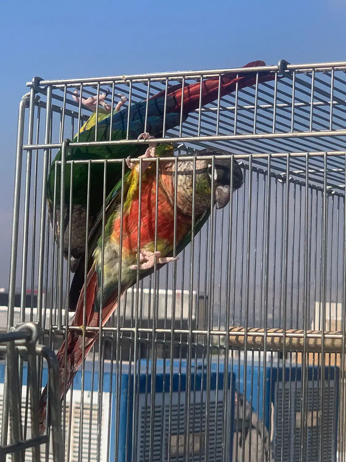 گرینچیک|پرنده|سرپل ذهاب, |دیوار