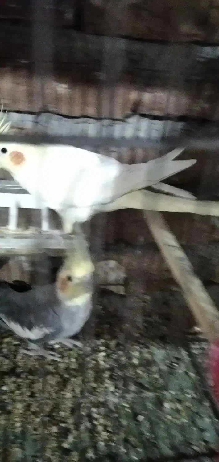 عروس هلندی مولد زعفرانی|پرنده|بناب, |دیوار