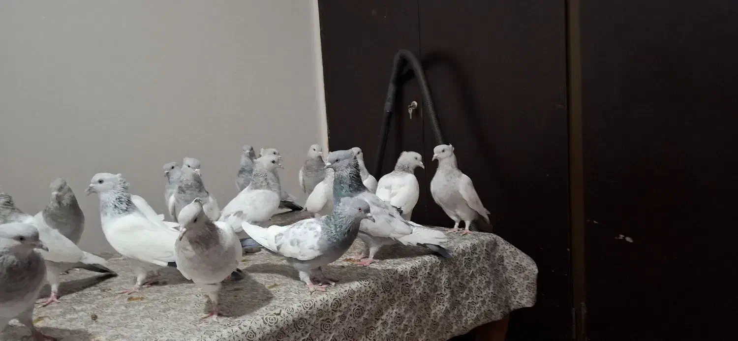 فروش سینه سبز آبی سوسنی مولد خوب درجه یک|پرنده|فیروزآباد (فارس), |دیوار