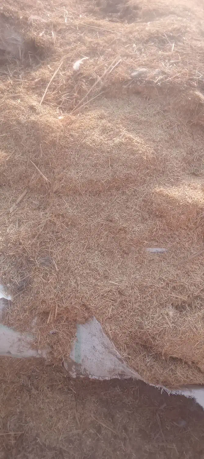 کاه نرم|لوازم جانبی حیوانات|مرودشت, تخت جمشید|دیوار