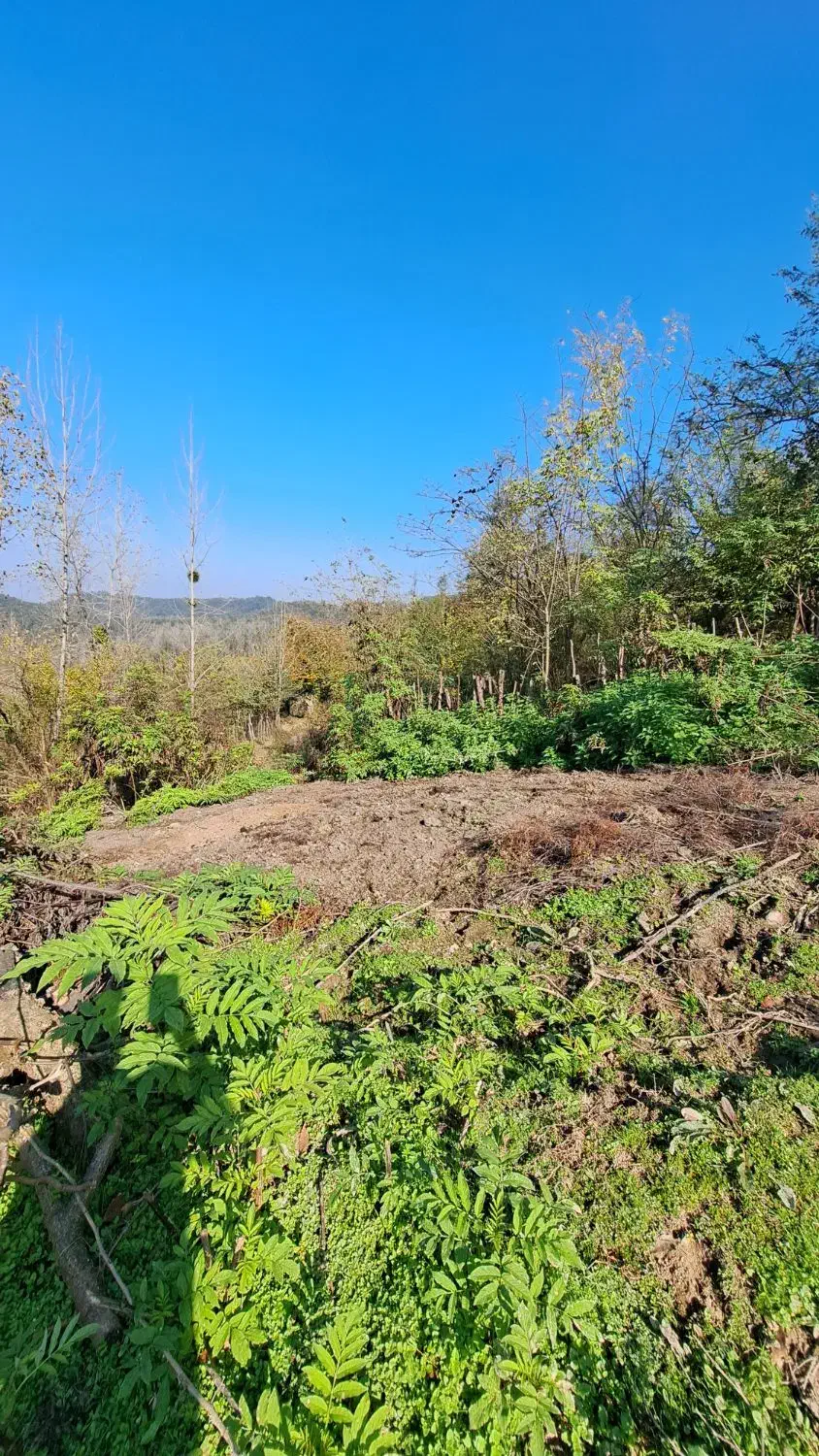 زمین باغی آینده دار /رو ارتفاع|فروش زمین و ملک کلنگی|سیاهکل, |دیوار