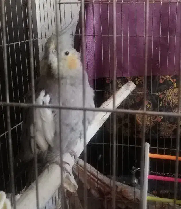 فروش سه عدد عروس هلندی|پرنده|قم, مسجد امام حسن|دیوار