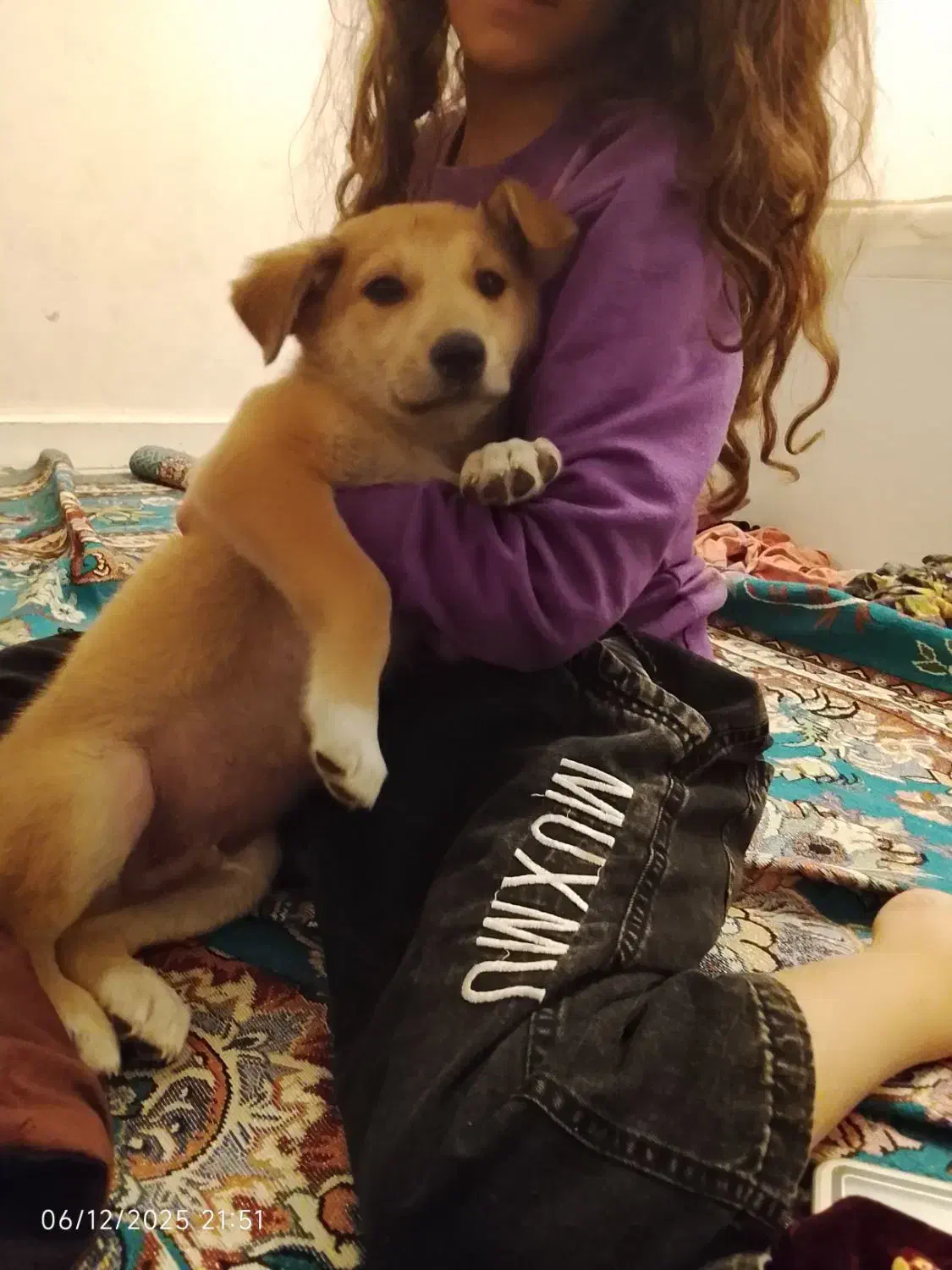 دو تا سگ توله نر و ماده|سگ|خرمشهر, |دیوار