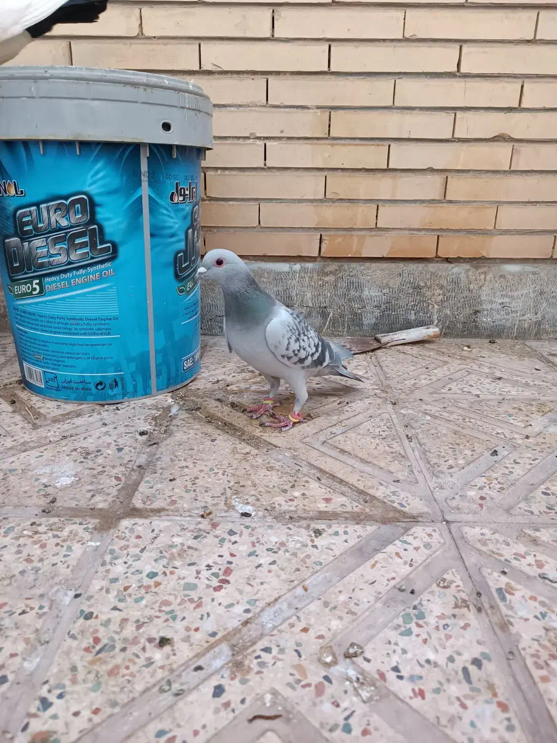 بدرنگ نر|پرنده|کرمان, |دیوار