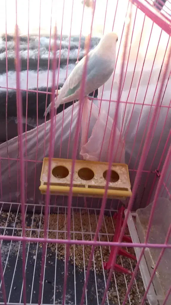 مرغ عشق گم شده|حیوانات|دهلران, |دیوار