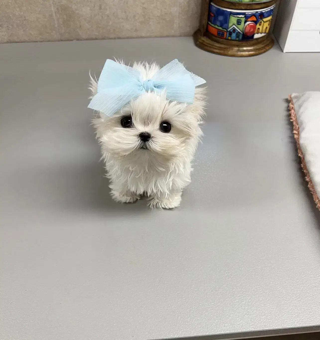 توله جیبی|سگ|اهواز, شهرک اکباتان|دیوار