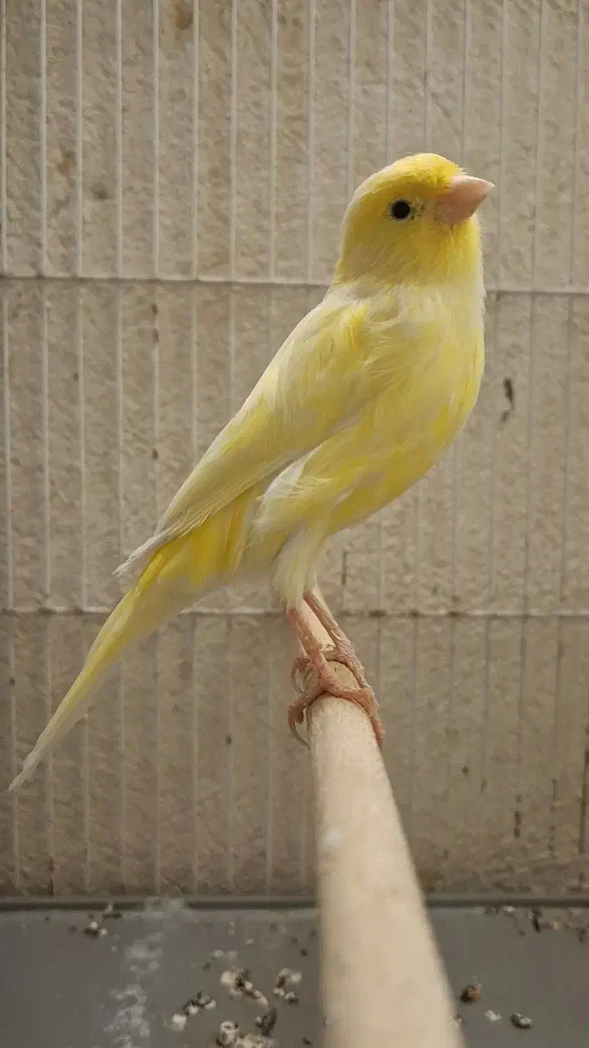 ماده قناری لیمویی جوان|پرنده|شیراز, پودنک|دیوار