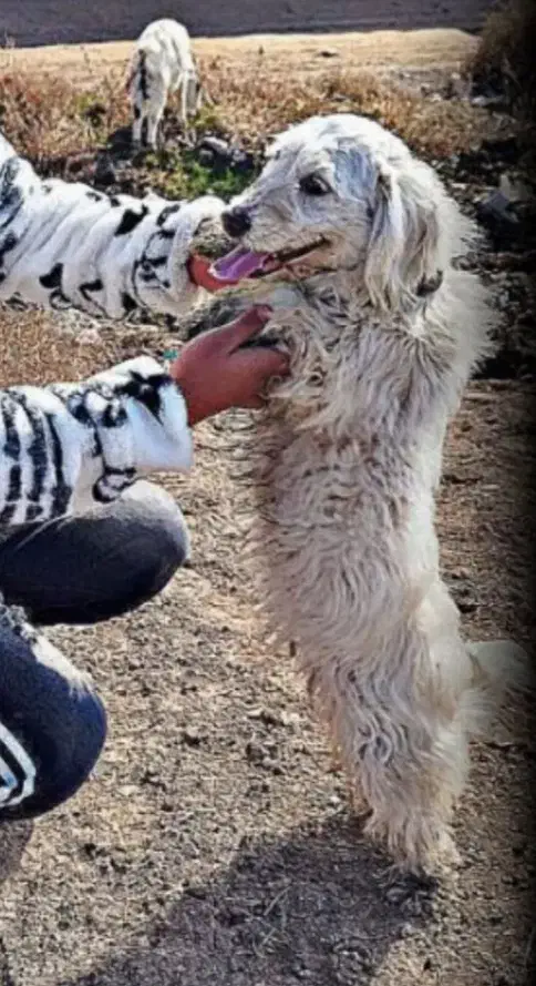 دزدیده شده|حیوانات|نیشابور, مازول|دیوار