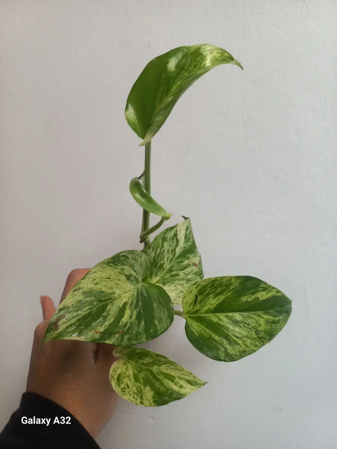 همه قلمه هاباهم فقط۱۰۰|حراج|مشهد, شهرک امام هادی (شهرک غرب)|دیوار