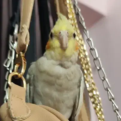 عروس پاریس|پرنده|کارون, |دیوار