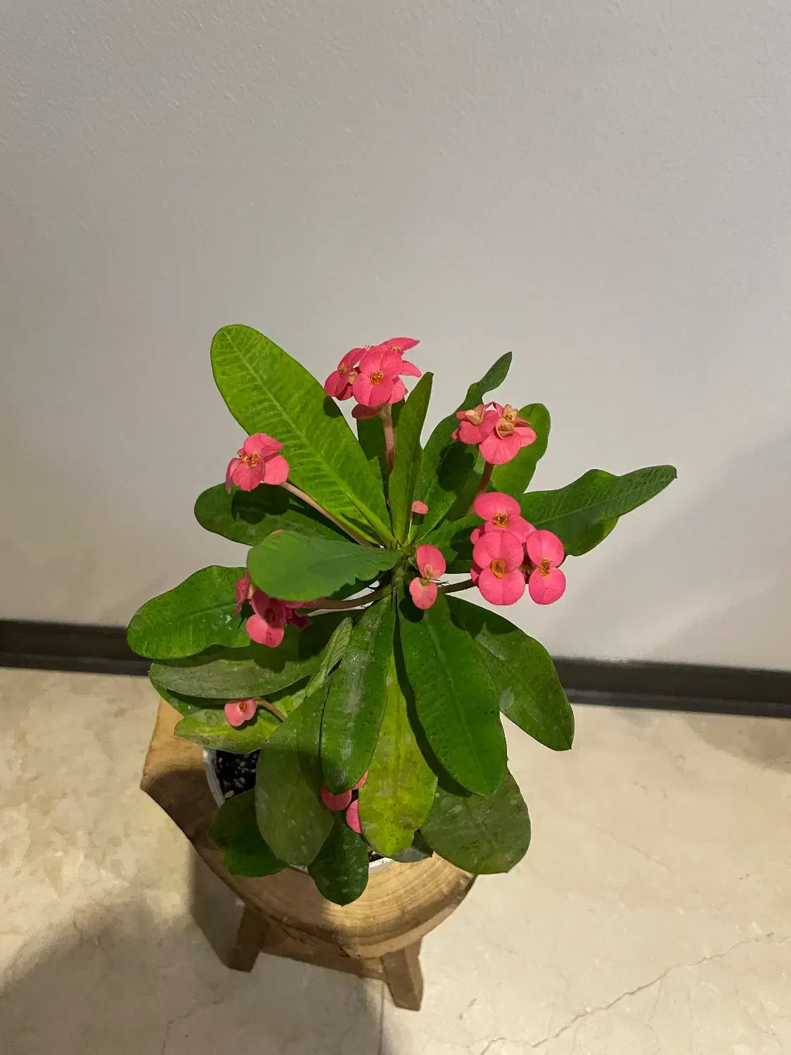 مرجان گلدار|گل و گیاه طبیعی|تهران, سید خندان (جلفا)|دیوار