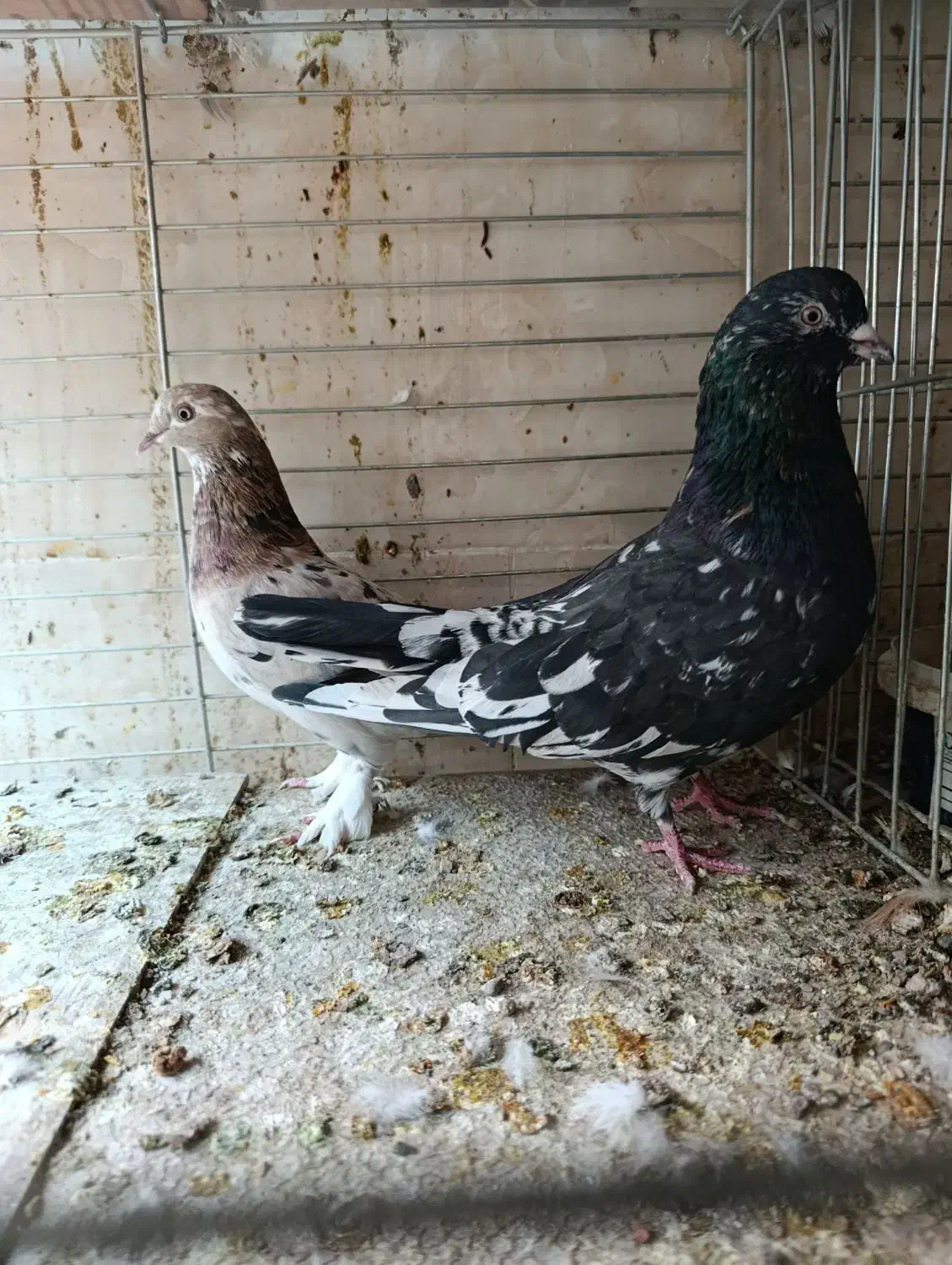 نروماده سرور|پرنده|اردکان, |دیوار