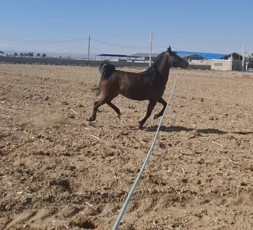 مادیون کرد با کره|اسب و تجهیزات اسب‌سواری|نظرآباد, نجم آباد|دیوار