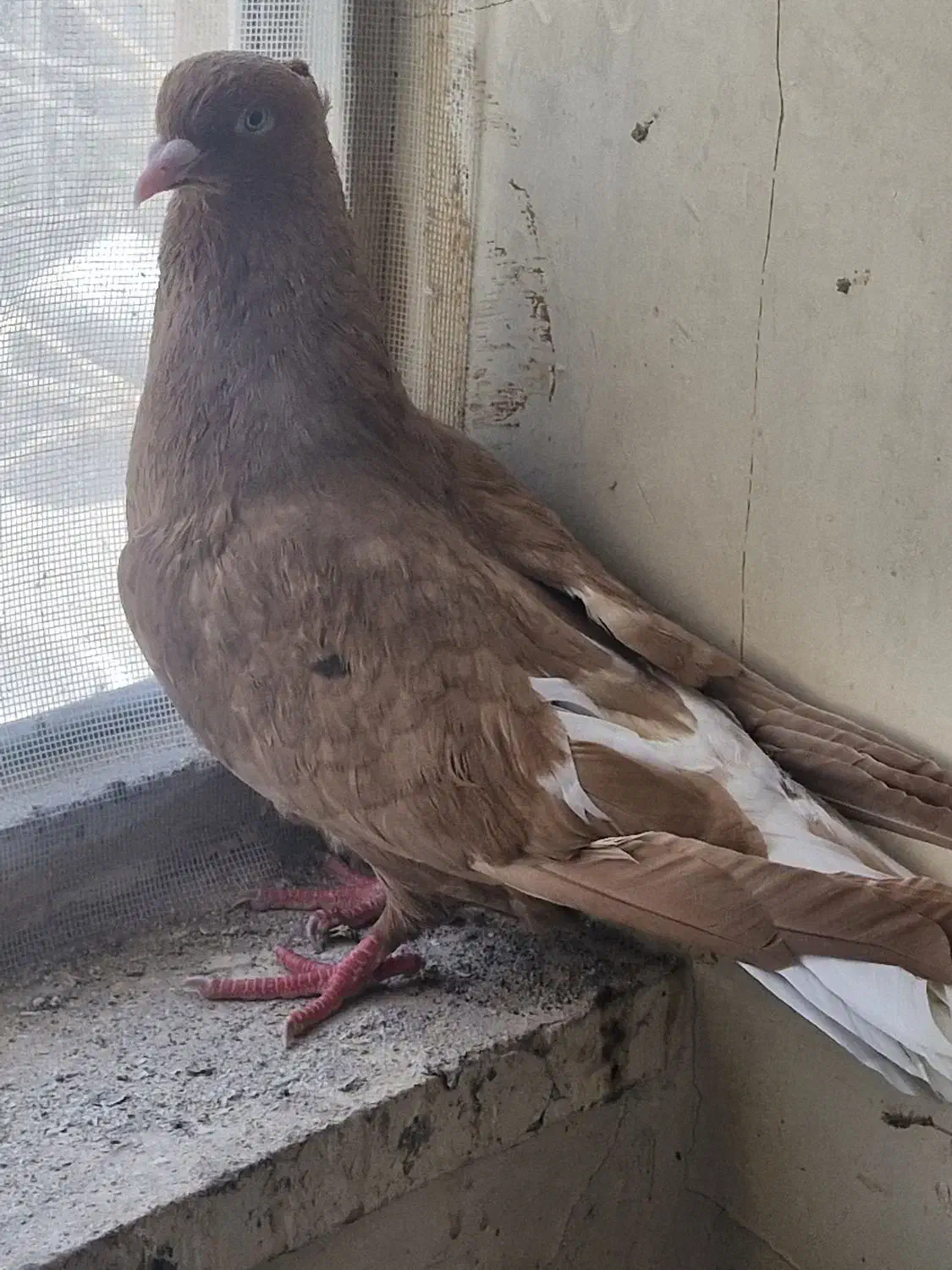 زرد دم سفید|پرنده|مشهد, تلگرد|دیوار