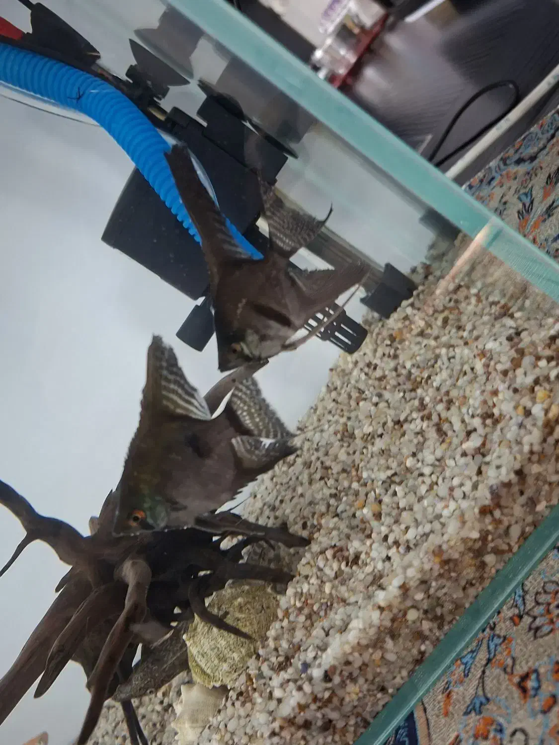 ماهی آنجل نژاد دار|ماهی|مبارکه, |دیوار