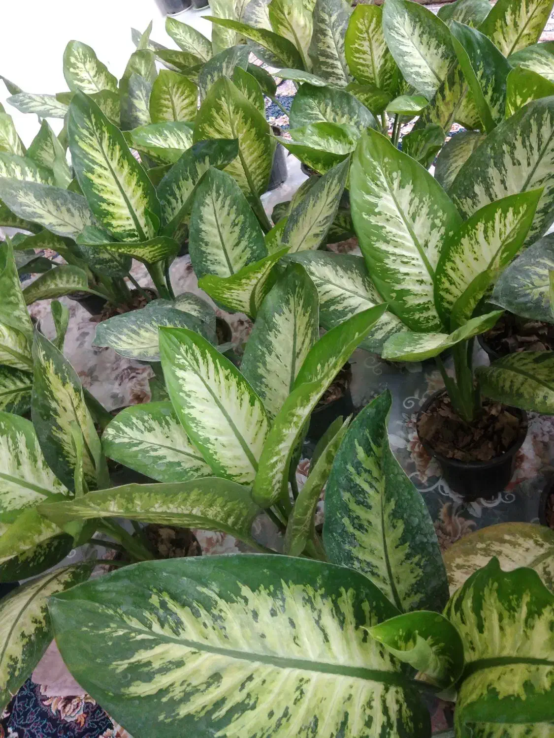 گل دیفن باخیا|گل و گیاه طبیعی|مشهد, شهرک مهر آباد|دیوار