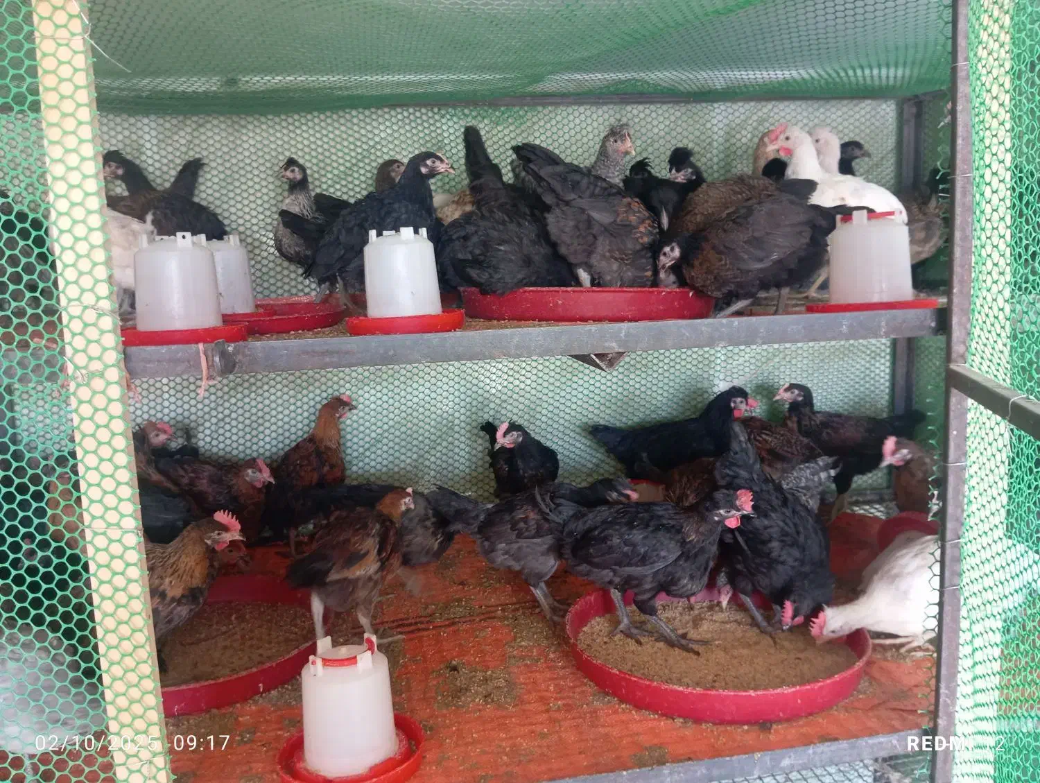 جوجه مرغ خروس باری خانگی ا درجه یک بینظیر|حیوانات مزرعه|شیراز, شریف‌آباد|دیوار