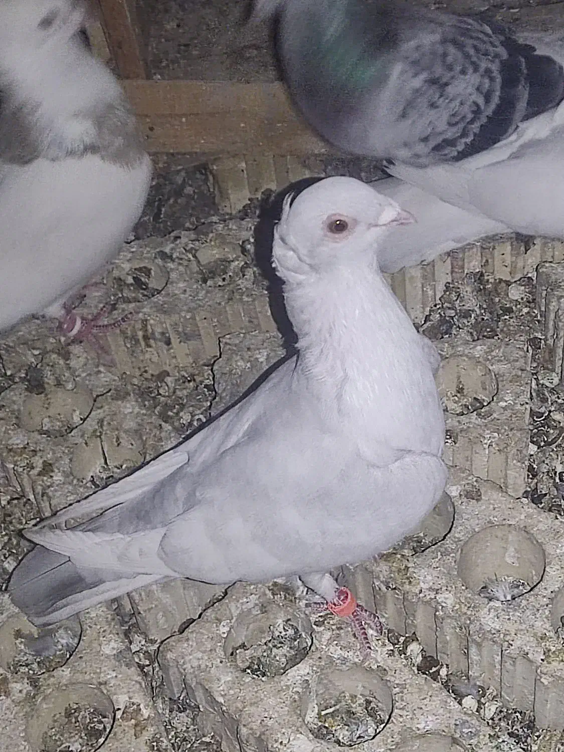 فروش کبوتر رنگی وپلاکی|پرنده|بهبهان, |دیوار