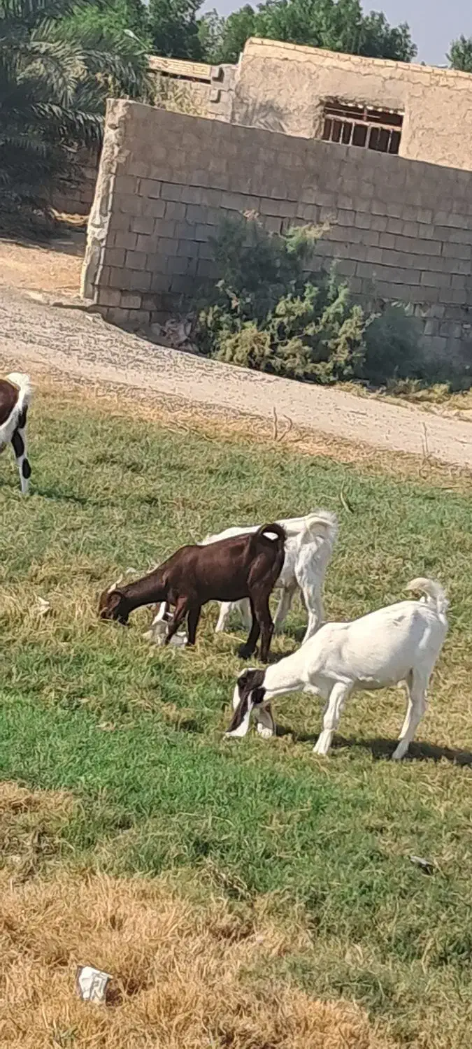 بز پاکستانی و افغانی|حیوانات مزرعه|شادگان, |دیوار