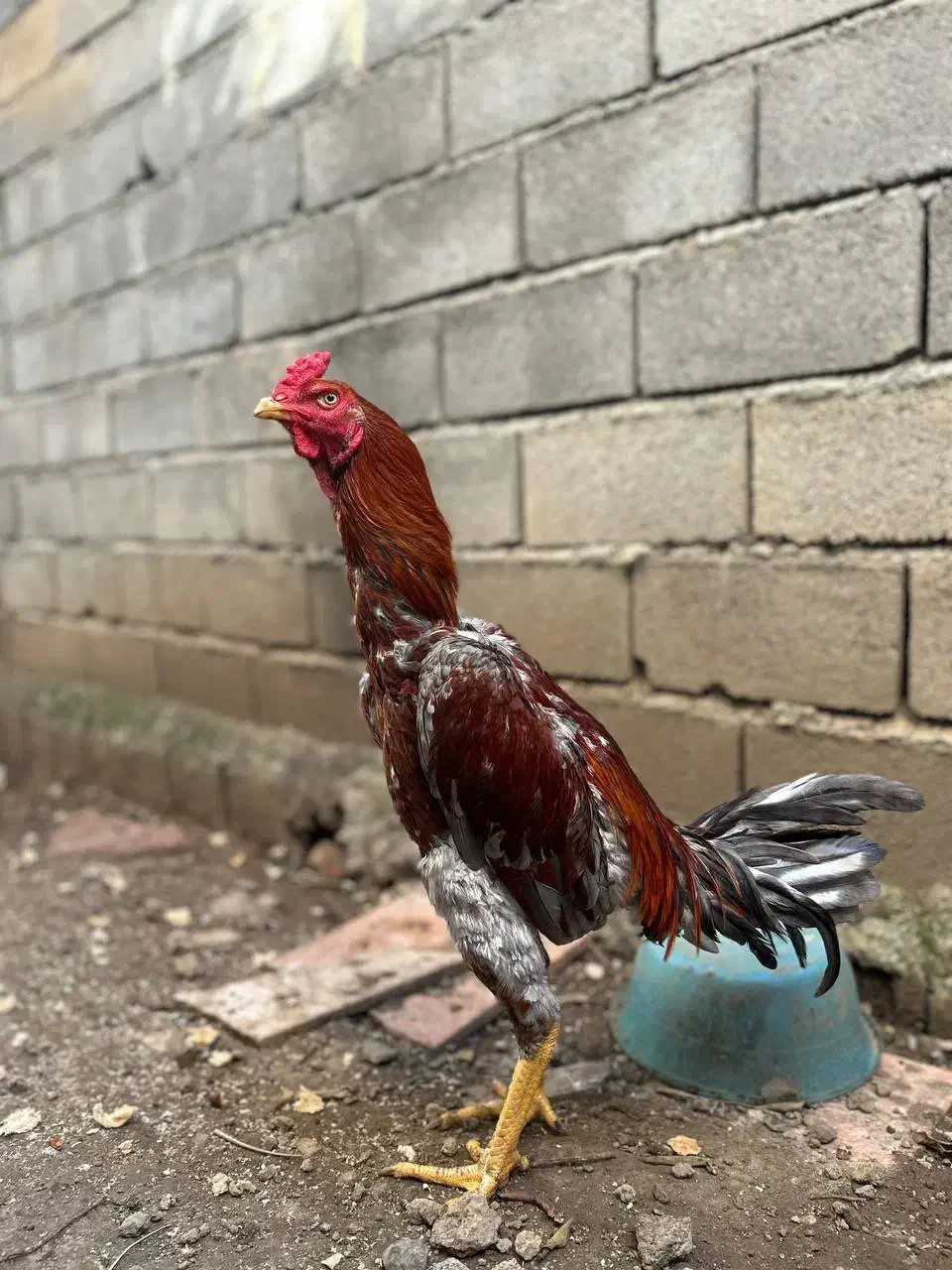 خروس لاری اصیل|حیوانات مزرعه|نور, |دیوار