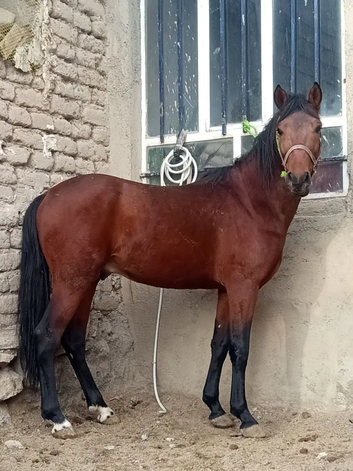 اسب نریون خوش رخ|اسب و تجهیزات اسبسواری|لاجان, |دیوار