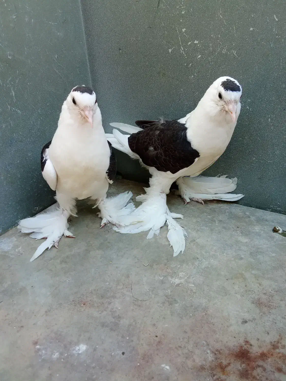 طوقی.دم سیاه.ساده سیاه معاوضه با طوقی ماده|پرنده|ایرانشهر, |دیوار