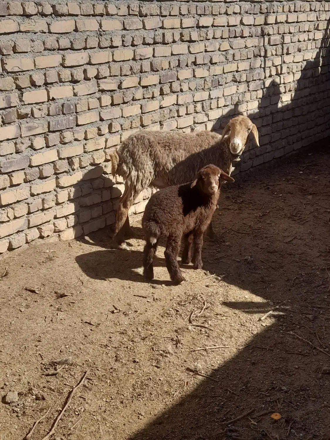 میش زایده|حیوانات مزرعه|بردسکن, |دیوار