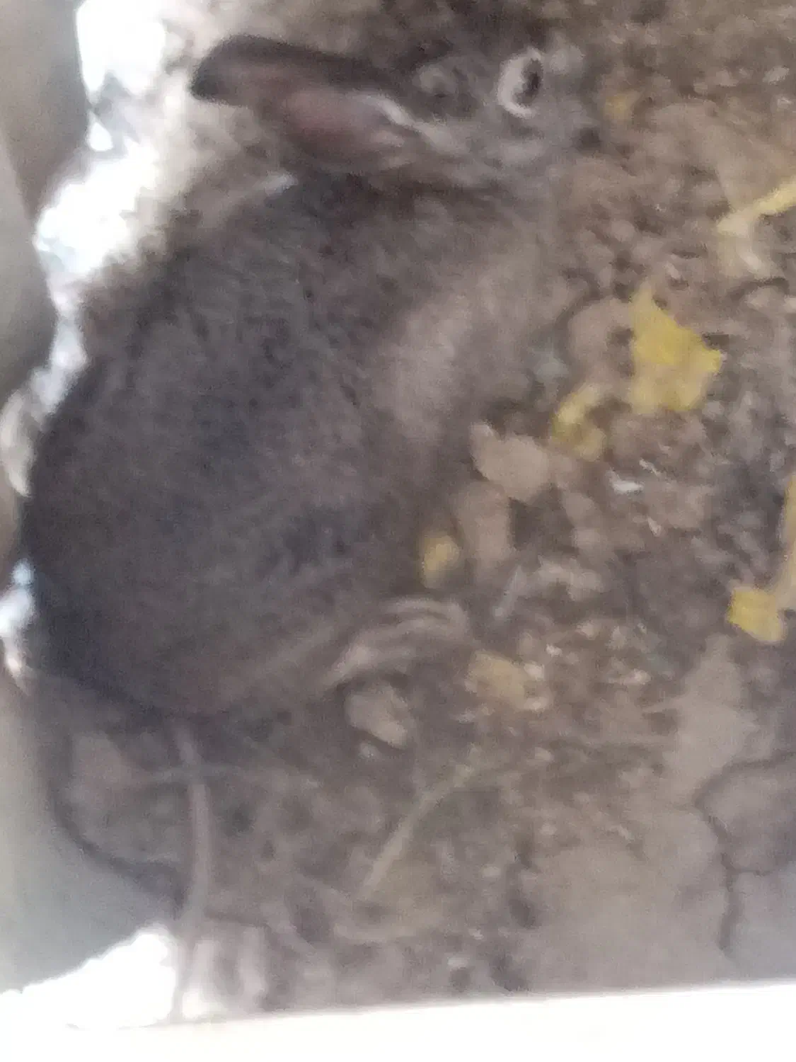 خرگوش صحرایی|موش و خرگوش|مینودشت, |دیوار