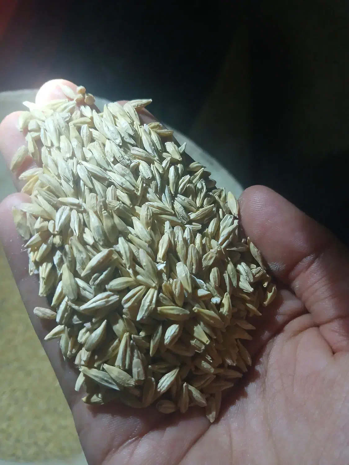 جو ابی|خدمات باغبانی و درختکاری|معصومیه, |دیوار