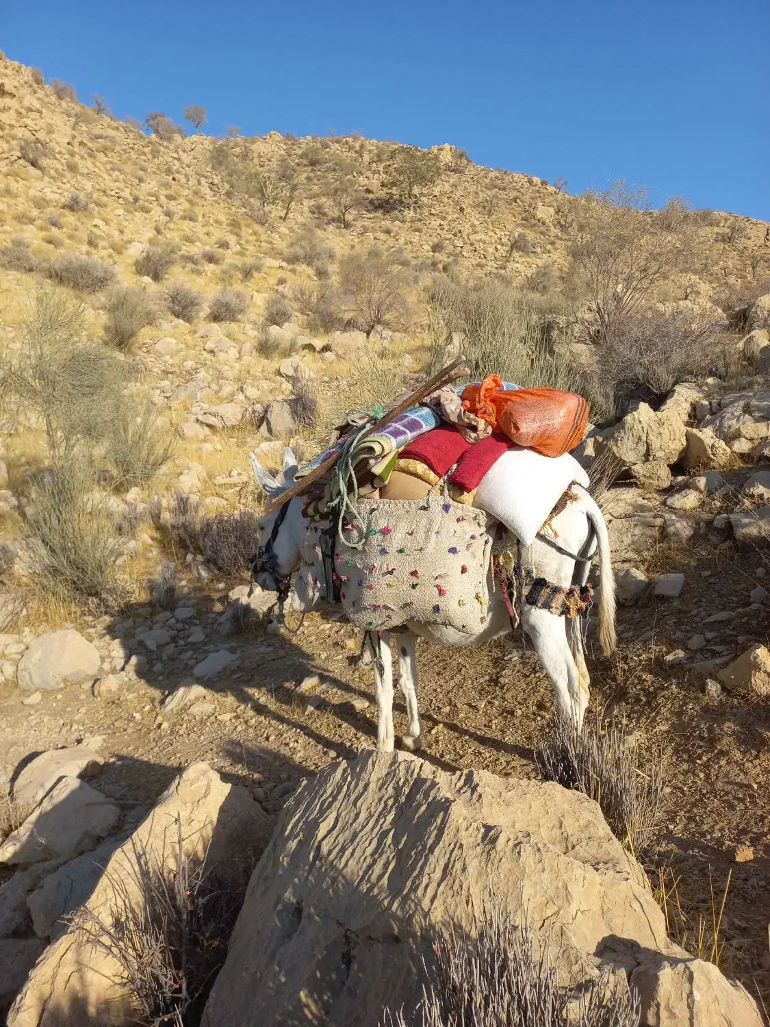 الاغ نر پنج ساله|حیوانات مزرعه|جره و بالاده, |دیوار