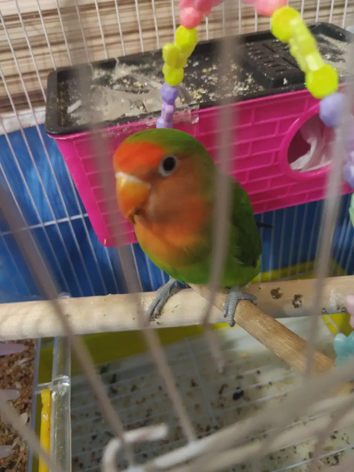 طوطی برزیلی|پرنده|خاو و میرآباد, |دیوار