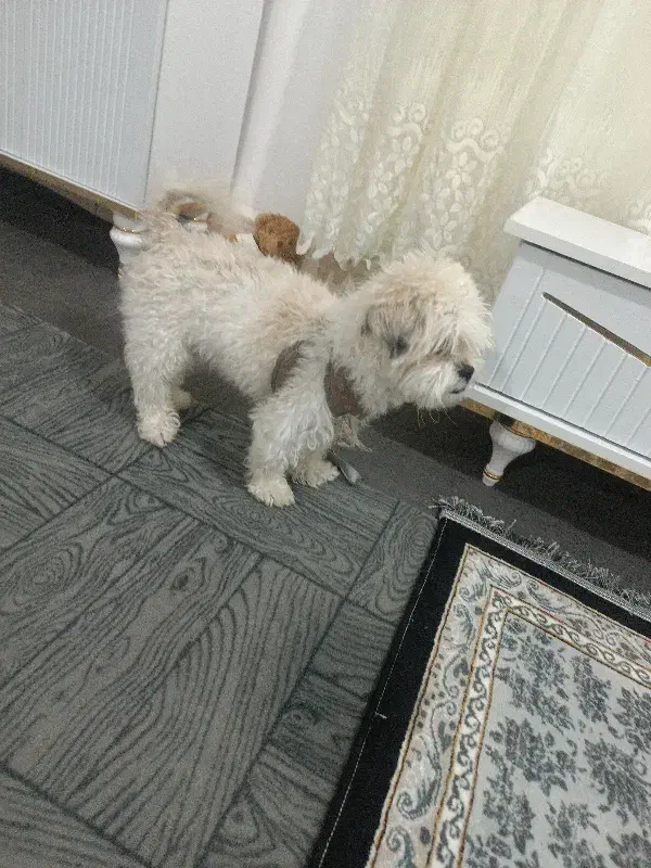 سگ شیتزو|سگ|خرم‌آباد, |دیوار