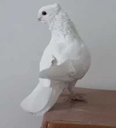 ماده شامی (نوک ریز) سینه فر معاوضه اصفهانی|پرنده|اصفهان, محله سفلی|دیوار