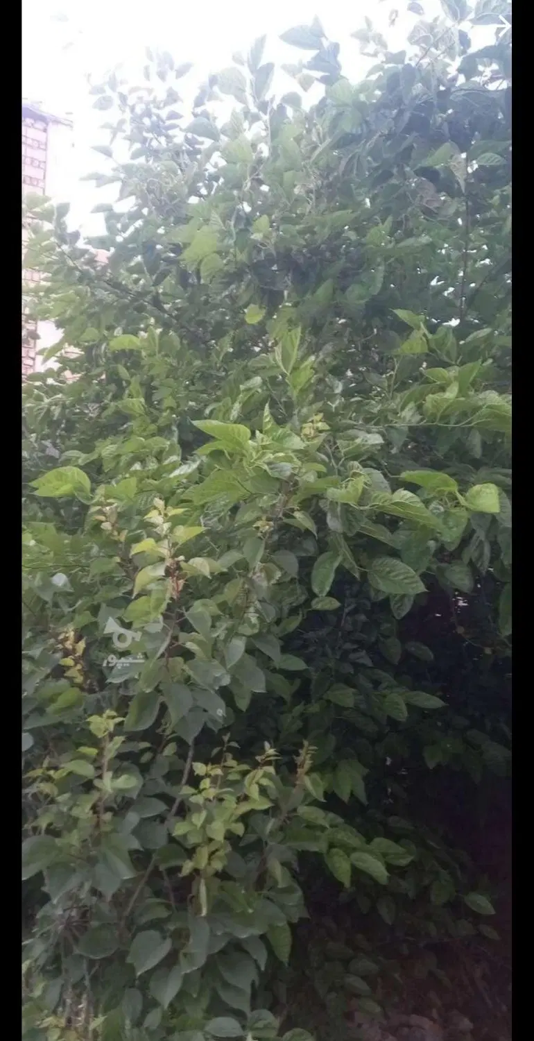 درخت توت|گل و گیاه طبیعی|القجر, |دیوار