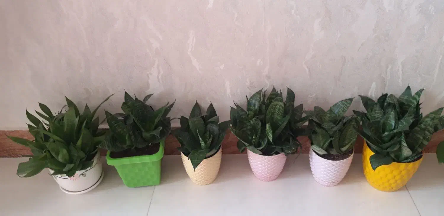 سانسوریا مینیاتوری|گل و گیاه طبیعی|قروه, |دیوار