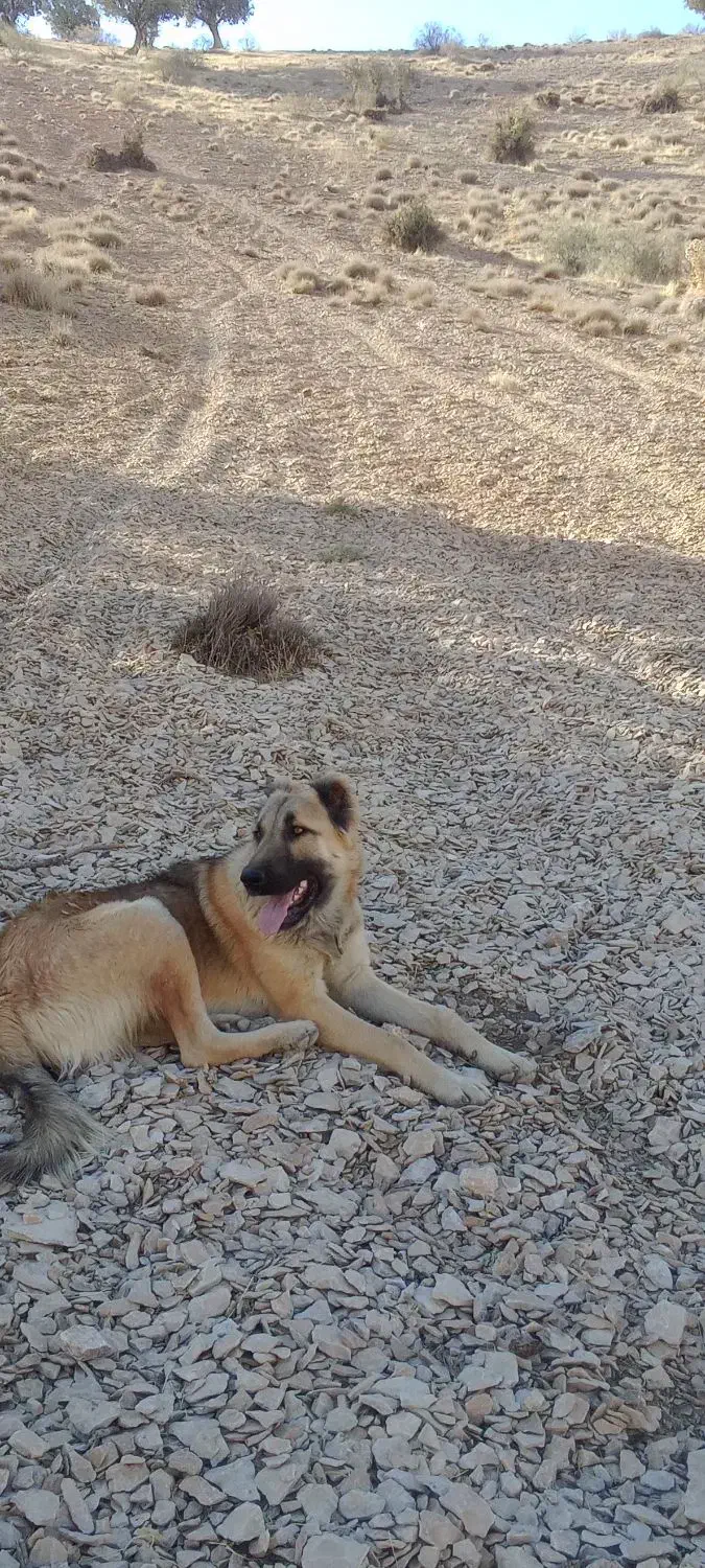 سگ سرابی|حیوانات|ملکشاهی, |دیوار