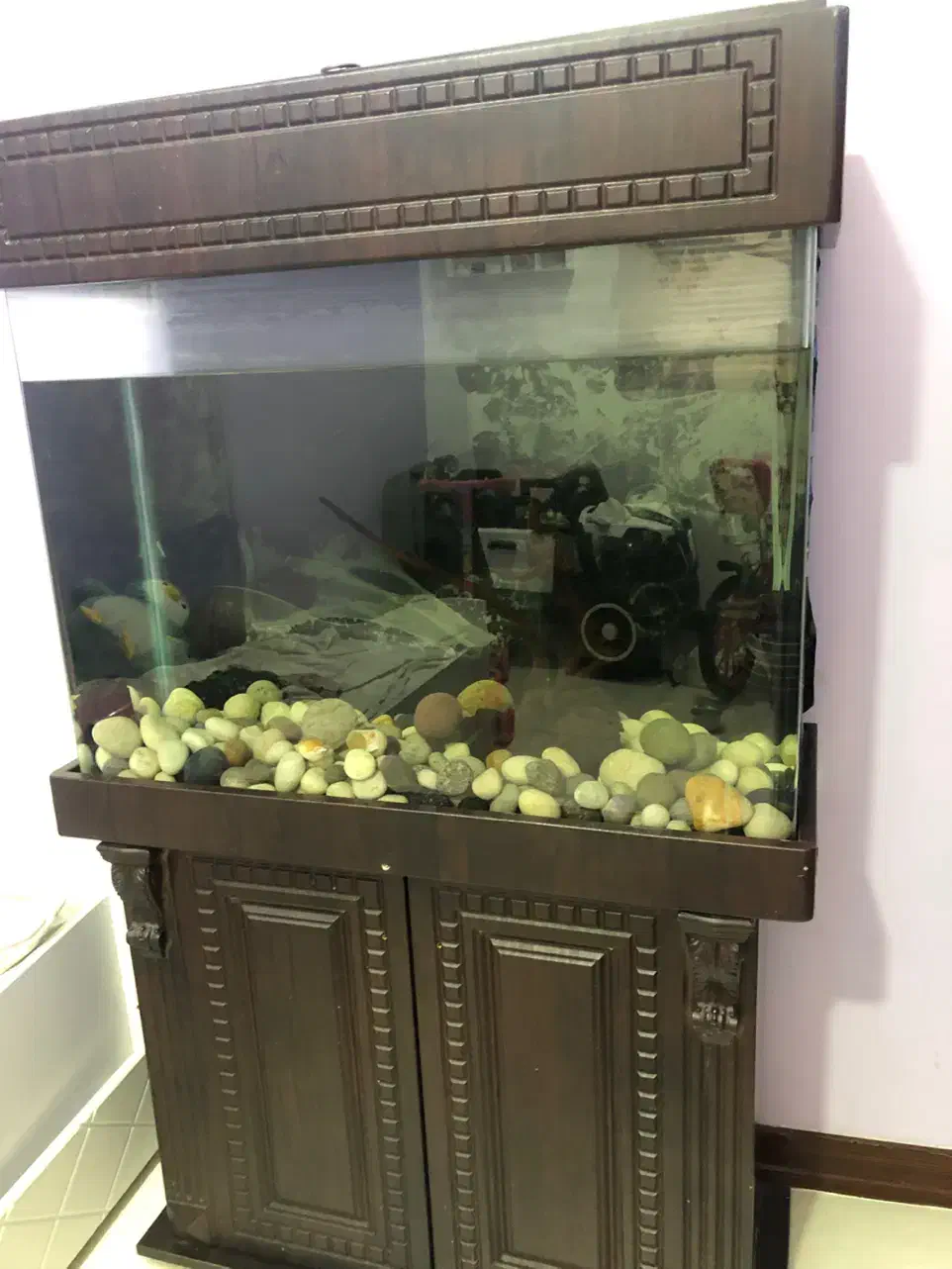 اکواریوم|ماهی|تهران, چیتگر شمالی|دیوار